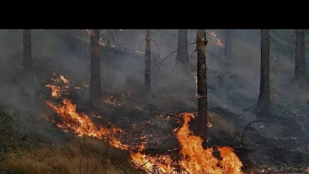 En République tchèque, les pompiers se battent contre les feux de forêt