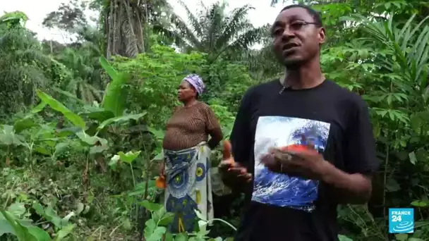 Au Nigeria, la forêt de l'État de Cross River menacée par l'activité humaine • FRANCE 24