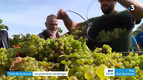 Début des vendanges en Jurançon