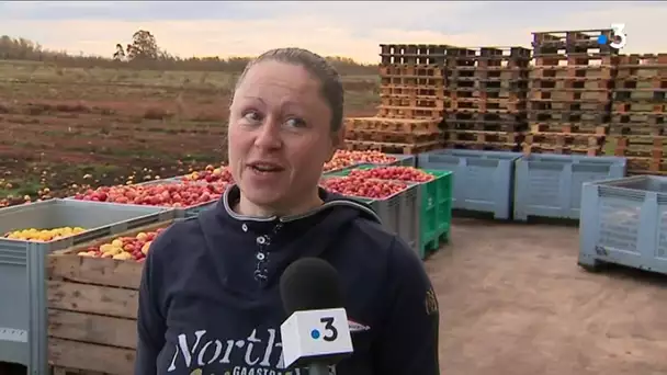 Vosges : la belle récolte de pommes