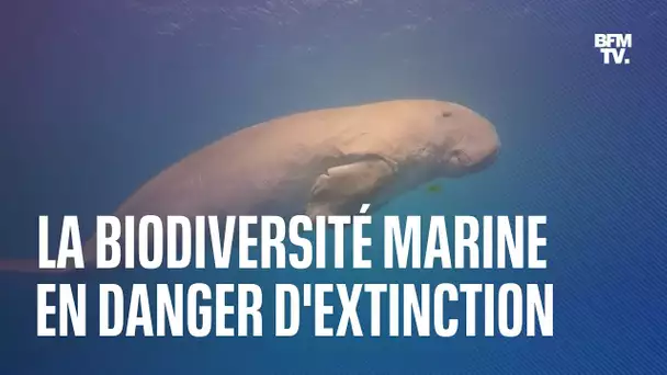 Dugong, ormeaux, corail cierge…la biodiversité marine particulièrement en danger d’extinction