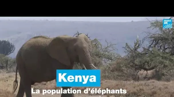 Au Kenya, la population d’éléphants en augmentation • FRANCE 24