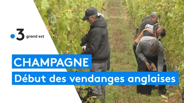 Champagne : les vendanges débutent en Angleterre