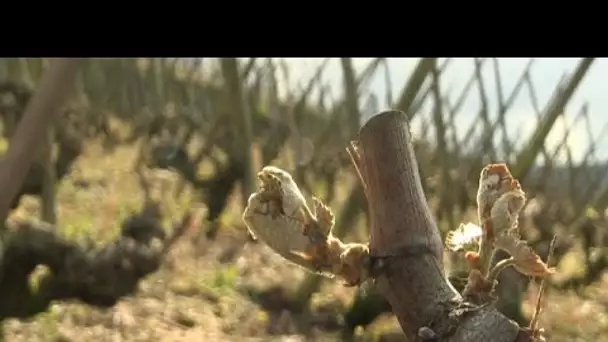 Le gel sur la France anéantit les espoirs des vignerons producteurs de Côte-rôtie