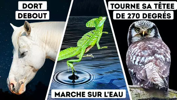 Comment les chevaux arrivent à dormir debout, et 6 autres super-pouvoirs des animaux