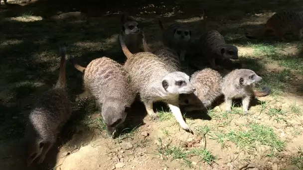 Suricates au zoo African Safari à Plaisance-du-Touch