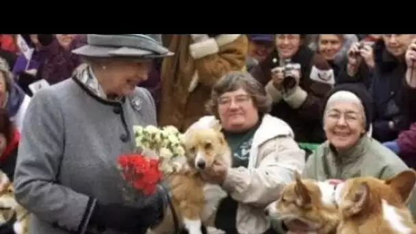 Une aubaine absolue" Comment les corgis de la reine ont gardé le moral pendant quelques années diffi