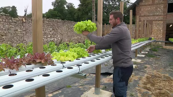 Une ferme aquaponique fait pousser des légumes bien plus rapidement grâce aux déjections de poissons