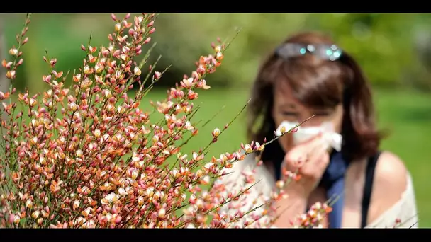 Pollen : quels sont les bons gestes à adopter ?