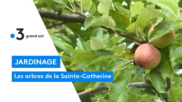 Le concours des arbres de la Sainte-Catherine fête ses 20 ans
