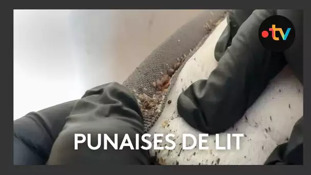 Comment se débarrasser des punaises de lit ?