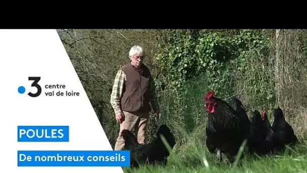 Devenir expert en élevage de poules c'est possible grâce aux conseils de Michel !