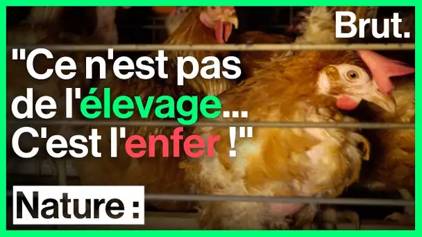 Stomy Bugsy s&#039;infiltre dans un élevage de poules en batterie