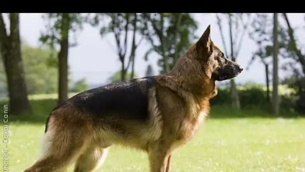 Le Berger Allemand ce chien racé et harmonieux