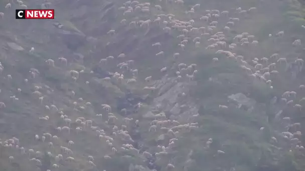 L'ours des Pyrénées divise toujours les montagnards