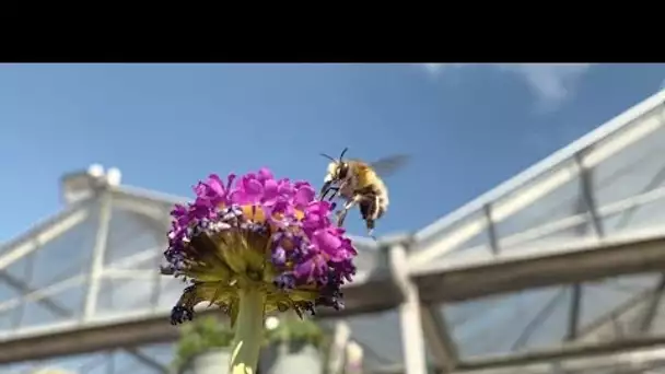 Paris : la famine des abeilles