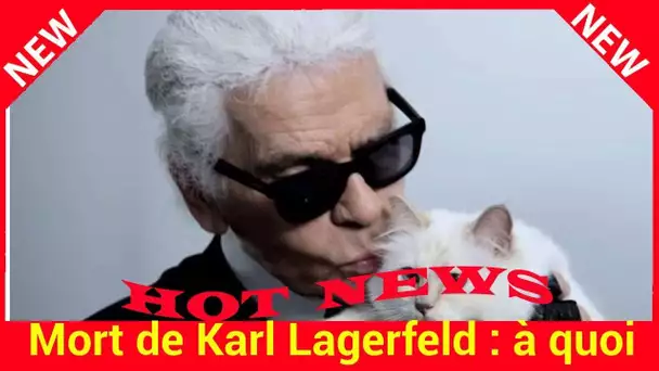 Mort de Karl Lagerfeld : à quoi ressemblait la vie de Choupette, son chat adoré