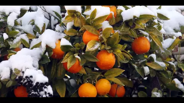 La culture des agrumes, victime oubliée du changement climatique