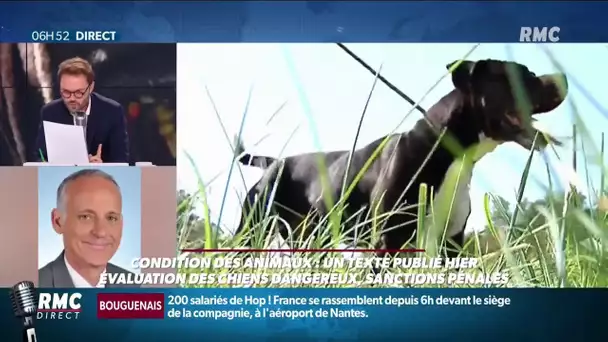 Bien-être animal: Loic Dombreval (LREM) veut faire évoluer la loi sur les "chiens dangereux"