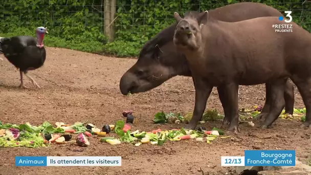 Touroparc : les animaux attendent toujours les visiteurs