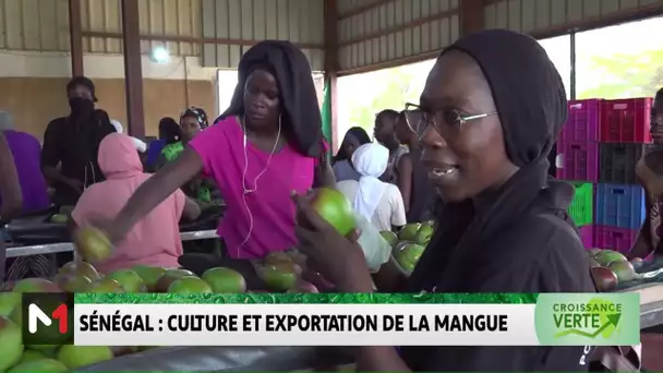 Sénégal : culture et exploitation de la mangue