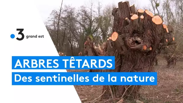 Chantiers d'étêtage pour préserver les saules têtards, précieux pour la nature