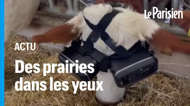 Un éleveur turc équipe ses vaches de lunettes à réalité virtuelle pour produire plus de lait