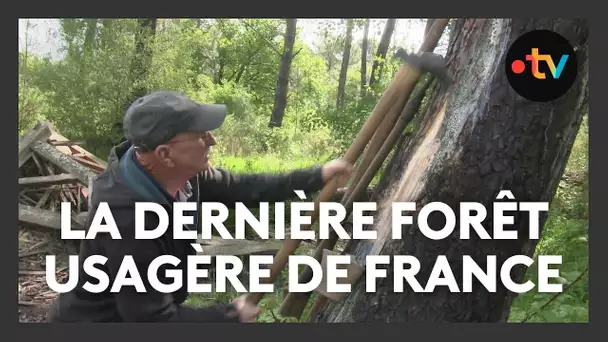 La forêt de La Teste, dernière forêt usagère de France