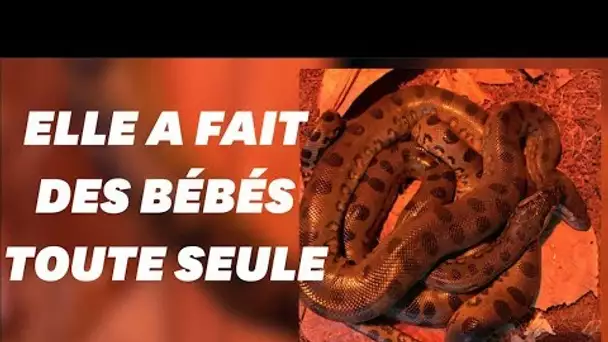 Anna l'anaconda a fait des bébés toute seule