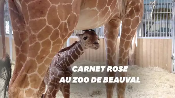 Naissance de la girafe Kimia au Zoo de Beauval