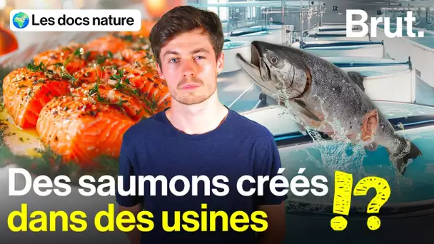 Du saumon "terrestre" dans nos assiettes ?