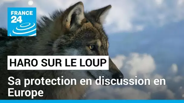 HARO SUR LE LOUP EN EUROPE • FRANCE 24