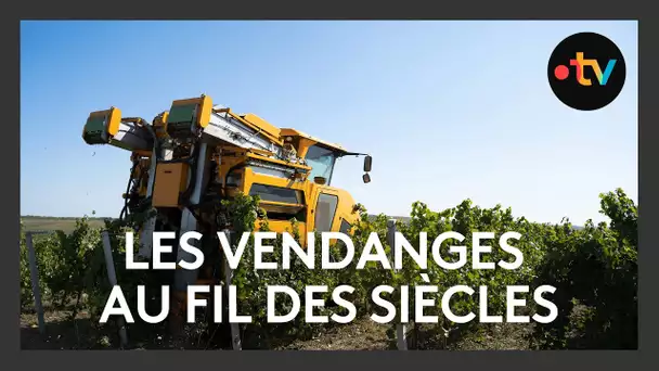 Agriculture. Des vendanges de plus en plus techniques : 60% des vignes vendangée mécaniquement