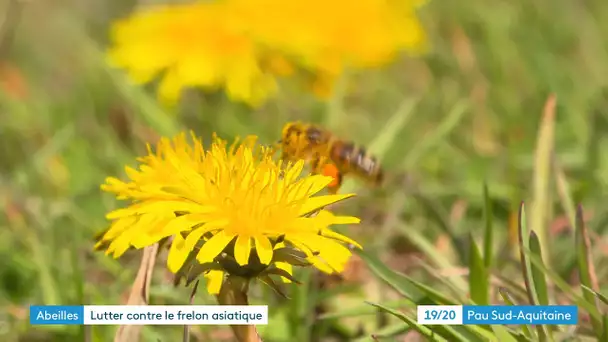 Béarn: comment piéger les frelons asiatiques