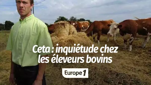 La crainte des éleveurs bovins face à la ratification du Ceta : "Sur ce sujet, on se fait peur po…