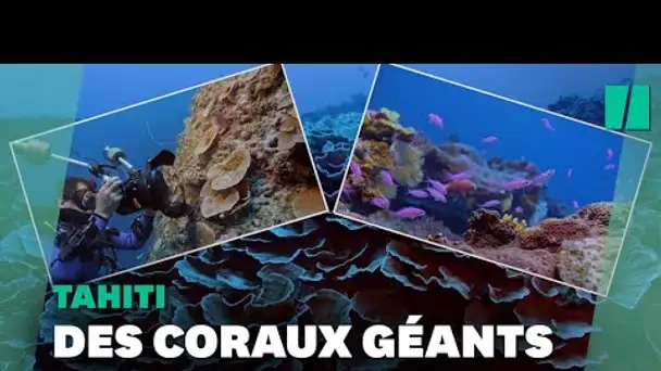 La découverte de ce récif de coraux géants (et en bonne santé) à Tahiti est une excellente nouvelle