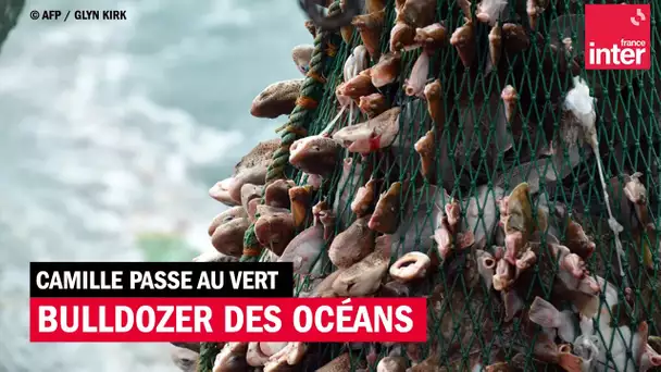 Pêche : le chalut de fond, "bulldozer" des océans