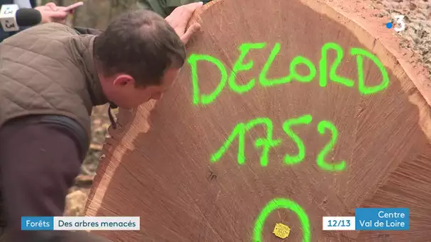 Châteauroux : ces 3 dernières années ont été terribles pour les arbres a cause de la sécheresse