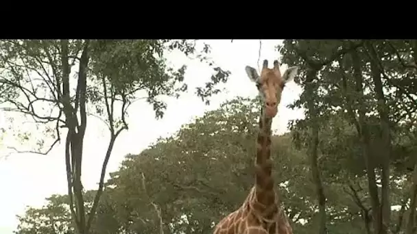 De la viande de girafe vendue comme du bœuf en Tanzanie et au Kenya