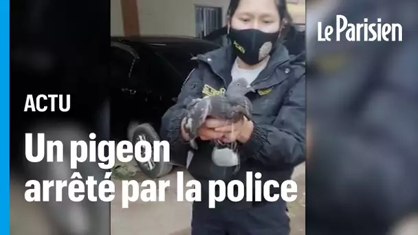 La police péruvienne arrête un «pigeon dealer» qui tentait de faire passer de la marijuana en prison