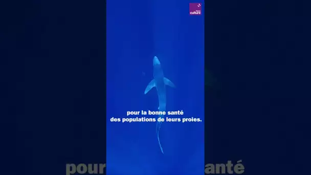 Le massacre des requins : une bombe écologique sous-estimée 🦈