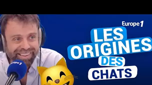 Les origines des chats avec David Castello-Lopes