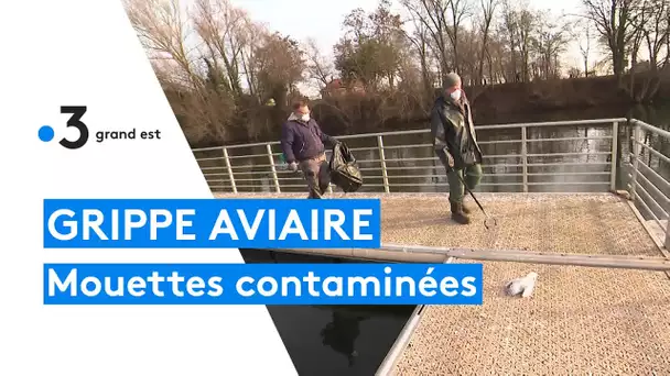 Grippe aviaire : les cas se multiplient en Moselle et Meurthe-et-Moselle