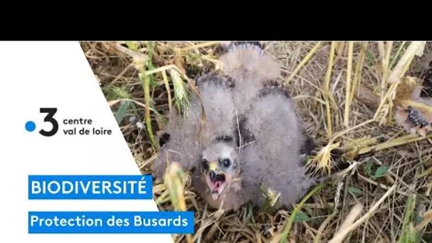 Biodiversité : une campagne de préservation est menée pour tenter de sauver les busards en Beauce