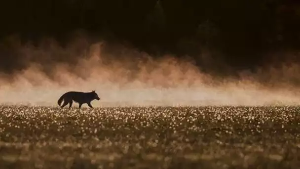 En Haute-Garonne, un loup terrorise les exploitations de plusieurs villages