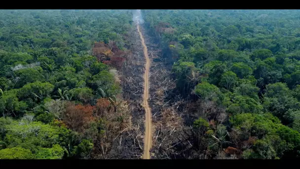 Environnement : l'UE interdit l'importation de produits issus de la déforestation