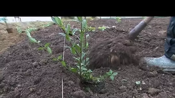 Dijon : la "forêt des enfants", décimée par la sécheresse, va être replantée