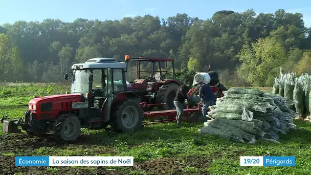 Production de sapins de Noël à Vélines