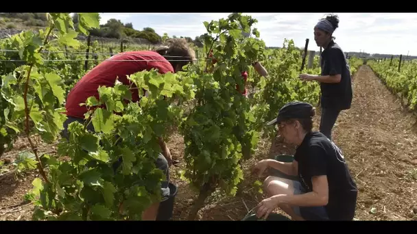 Vendanges : la qualité sera au rendez-vous, pas la quantité