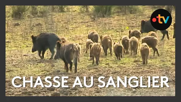 Chasse : le sanglier dans la ligne de mire